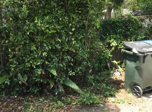 Bush Trimming by Robert Martin for Allan K. in Lakeland, FL