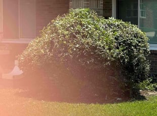Bush Trimming by Paul Jones for Franchesska M. in Houston, TX