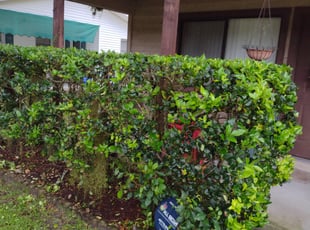 Bush Trimming by William Thomas for Sandra M. in Sanford, FL