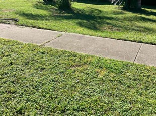 Jaquez C.'s Yard Cutting service result