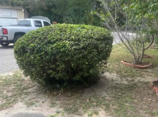 Bush Trimming by Travis Frederickson for Sheila P. in Pensacola, FL