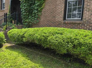 Bush Trimming by Erica Smedley for Klint P. in Charlotte, NC