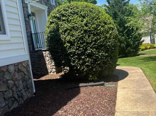 Bush Trimming by Kunique Billups for Kiersten C. in Midlothian, VA