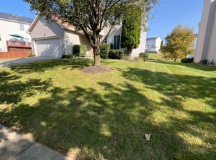 Lasonya B.'s Grass Cutting service result
