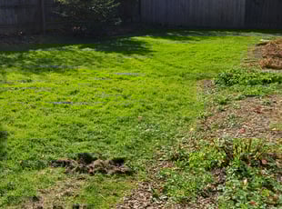 Cleanups by Eugene Makowski for Helen B. in Parma Heights, OH