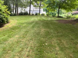 Tiffini B.'s Lawn Maintenance service result