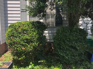 Bush Trimming by Bobby Bowker for Patricia S. in Glen Allen, VA