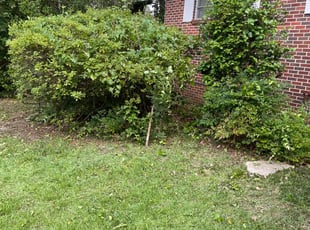 Bush Trimming by Paul Tollefson for Will S. in Tallahassee, FL