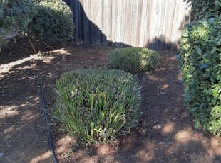 Bush Trimming by Brandon Murillo-Gonzalez for Connor R. in Lincoln, CA