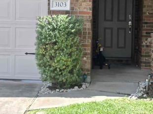 Bush Trimming by Roberto Pena for Phillip D. in Spring, TX