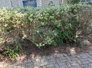 Bush Trimming by Joseph Rayford for C&D Transport L. in Farmington Hills, MI
