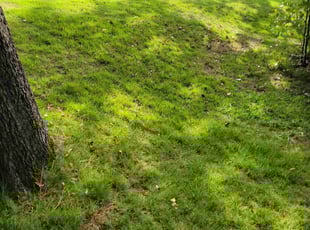 Gloria J.'s Lawn Maintenance service result
