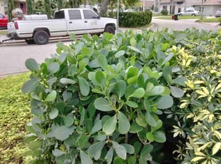 Bush Trimming by Stephen Peffly for Shannon S. in St. Petersburg, FL
