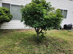 Bush Trimming by Conway Samuels for MarieJane C. in Renton, WA