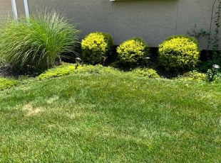 Bush Trimming by Richard Tichota for Barry G. in Overland Park, KS