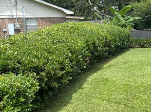 Bush Trimming by William Chauncey for Heather B. in Saraland, AL