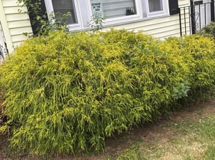 Bush Trimming by Matthew Achey for Kevin P. in Providence, RI