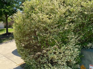 Bush Trimming by Billy Gant for Cynthia R. in Heartland, TX