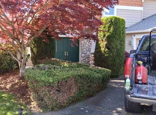 Bush Trimming by Robert Martin for Sarthak H. in Sammamish, WA