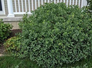 Bush Trimming by Kevin Rhyne for Neil S. in Middleton, WI