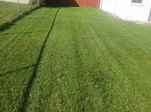 Juana C.'s Grass Cutting service result