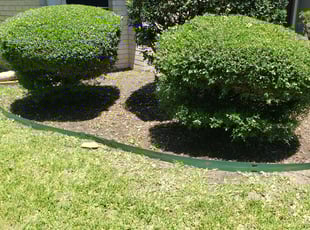 Bush Trimming by Hugo Melgar for Caterina W. in Houston, TX