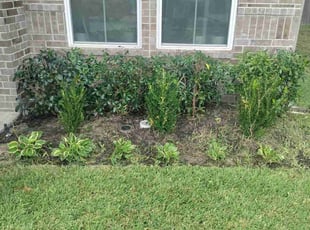 Bush Trimming by Jesus Fortanel for Jiovani S. in Houston, TX