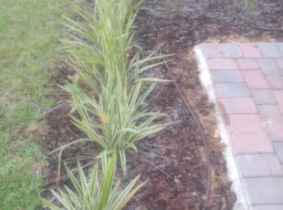 Weeding by Eli Marshall for Christian T. in Haines City, FL