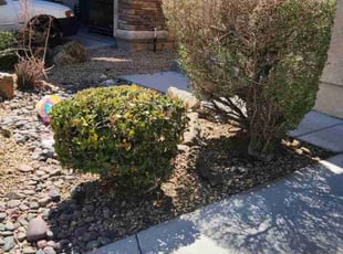 Bush Trimming by Lamont Johnson for Karen C. in Las Vegas, NV