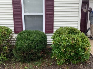 Bush Trimming by Broderick Wilson for Marcia O. in Fishers, IN
