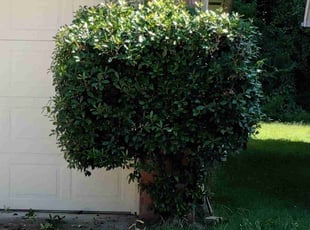 Bush Trimming by Jolo Miller for Magdalun H. in Memphis, TN