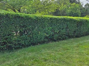 Bush Trimming by Joshua West for Imani G. in Richmond, VA