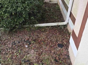Weeding by Alberto Canete for Chelsey L. in Riverview, FL