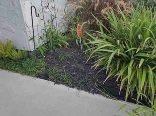Mulching by Denys Molina for Laurel W. in Corpus Christi, TX