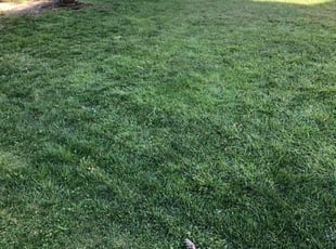 Lindsay H.'s Yard Cutting service result