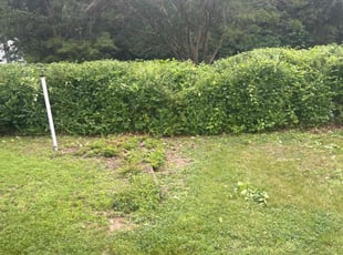 Bush Trimming by Susy Mia Nieto for Dan H. in New Castle, DE