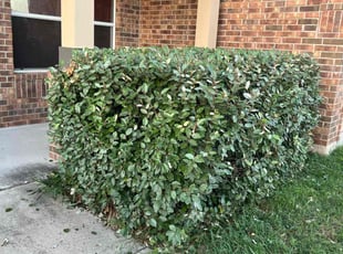 Bush Trimming by Samuel Rueda for Nicole S. in Del Valle, TX