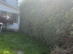 Bush Trimming by Josip R for Doug W. in Euclid, OH