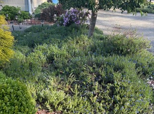 Weeding by John Faccone for Susie G. in Buckley, WA