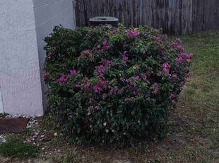 Bush Trimming by Isaac Laupola for Jean L. in Deltona, FL