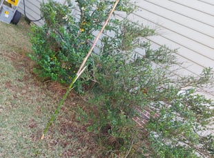 Bush Trimming by August Jones for Debbie P. in Cary, NC
