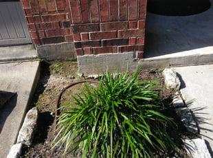 Weeding by Timmie Scott for Brian M. in Austin, TX