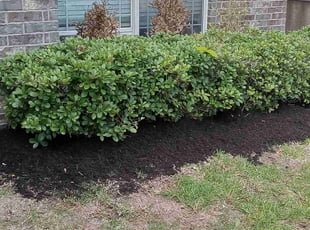 Mulching by Alexis Perez for Dana G. in Tomball, TX