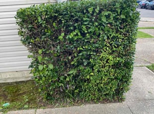 Bush Trimming by Steven Moreira for Fran P. in Virginia Beach, VA