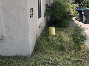 Bush Trimming by Shawn Beardall for Selena C. in Provo, UT