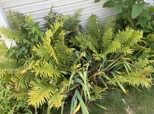 Weeding by Brittany Regedanz for Susan A. in Troy, OH