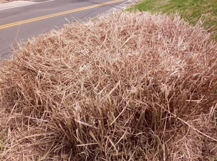 Bush Trimming by Parris Lisembee for Amy P. in Cincinnati, OH