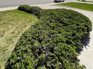 Bush Trimming by Fernando Leyva for Jacki T. in Littleton, CO