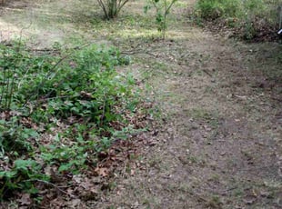 Leaf Removal by Brian Rowan for Mary C. in Rockford, MI