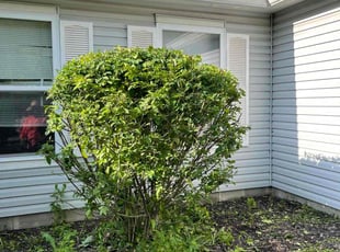 Bush Trimming by Evelyn Arteaga for Davina S. in Indianapolis, IN